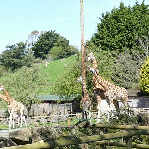 Giraffe and Zebra, April 2018