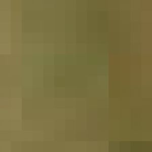 Australian Scrub Turkey