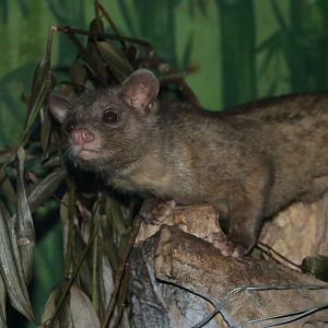 Civets