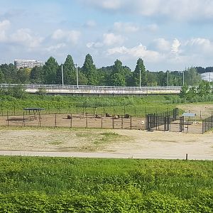 Temporarily Bison-enclosure