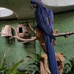 Hyacinthine macaw