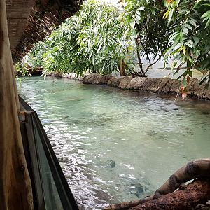 Caraibean mangrove-aquarium