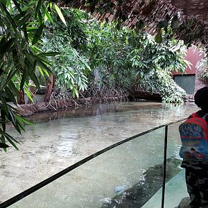 Caraibean mangrove-aquarium