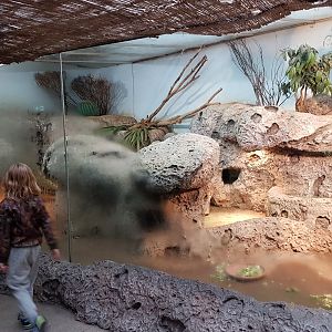 Enclosure Rhinoceros iguana