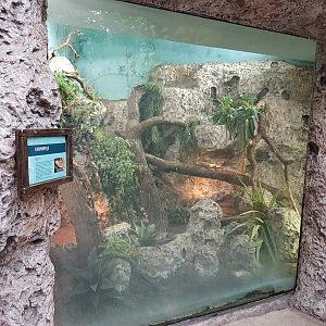 Enclosure Caiman tegu