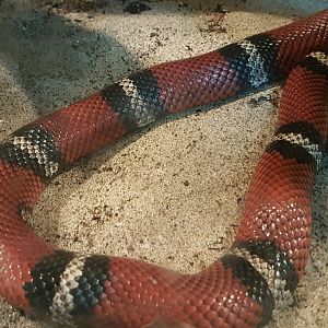 Milksnake