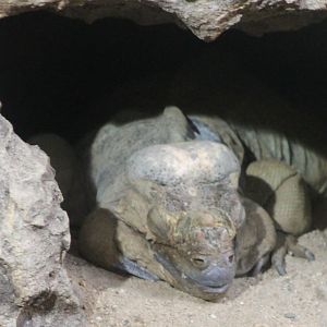 Rhinoceros iguana