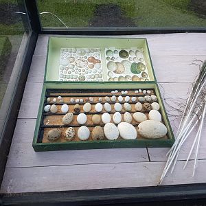 Egg and Feather-display