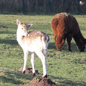 Fellow deer and Alpaca