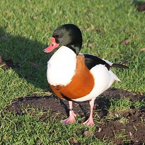 Shelduck