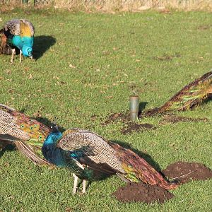 Blue peacocks
