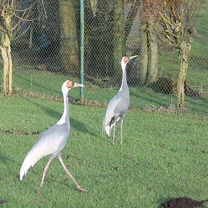 White-necked cranes