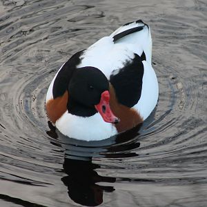 Shelduck