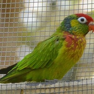 Varied lorikeet