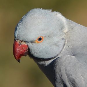 Grey Ringneck parrot