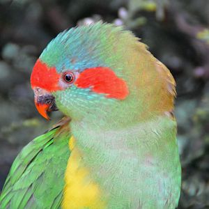 Musk lorikeet
