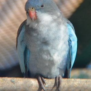 Blue Princess parrot