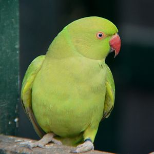 Ringneck parrot
