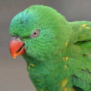 Scaly-breasted lorikeet