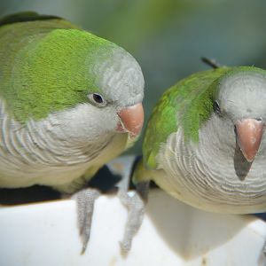 Quaker parrots