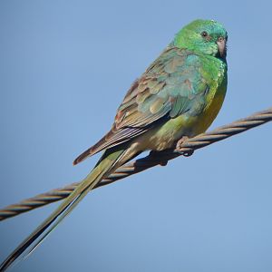Red-rumped parrot