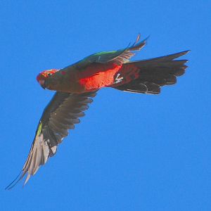 Juv. Crimson rosella