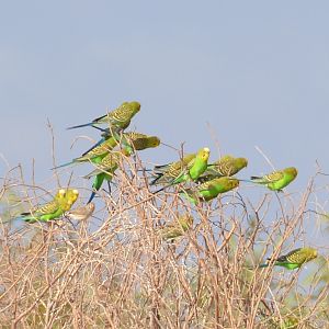 Budgerigars