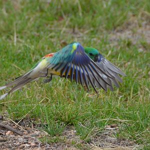 Red-rumped parrot