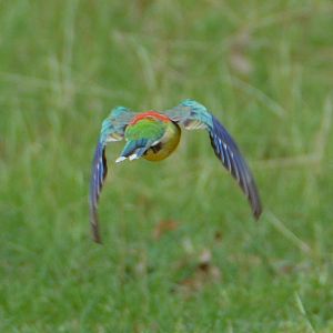 Red-rumped parrot 2