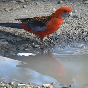Crimson rosella