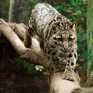 Clouded leopard