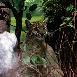 Asiatic golden cat chewing the twig