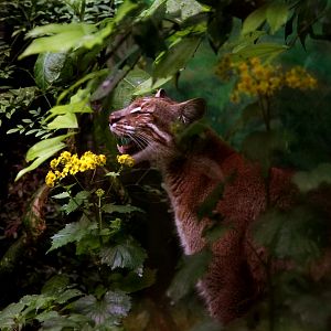 Asiatic golden cat sniffing the flower