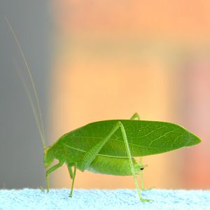 Grasshopper