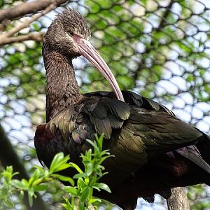 White-faced ibis