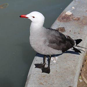 Heermann's Gull