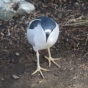 Black-Crowned Night-Heron