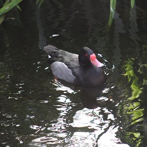 Rosy-Billed Pochard