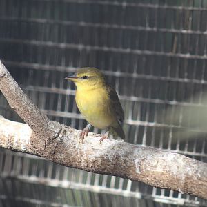 Taveta Golden Weaver