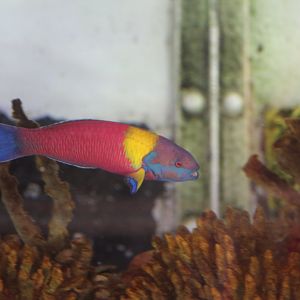 Cortez Rainbow Wrasse