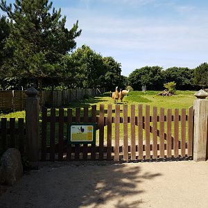 Alpaca-enclosure
