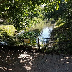 Trumpeter swam-enclosure