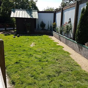 Helmeted guineafowl-enclosure
