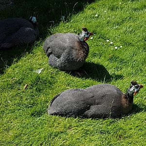 Helmeted guineafowl