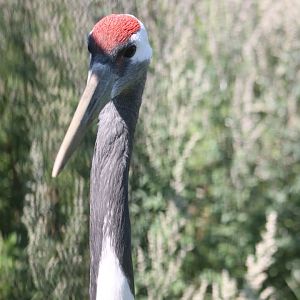 Red-crowned crane