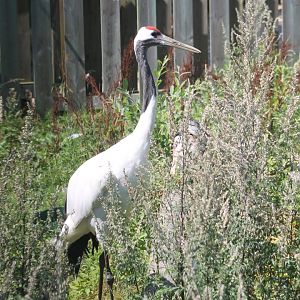 Red-crowned crane
