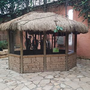 Enclosure Curl-crested aracari