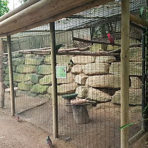 Eclectus parrot-aviary