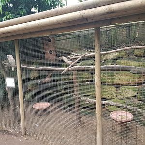 Cockatoo-aviary