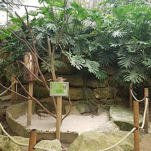 Grey parrot-enclosure